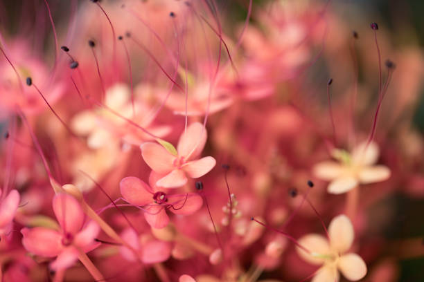 Orange red Ashoka tree flower blooming, Nature background