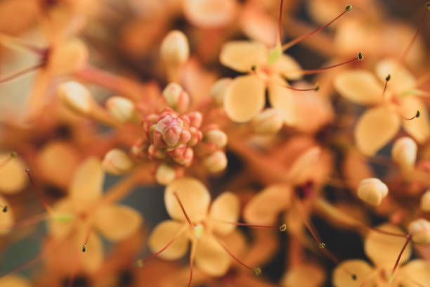 Yellow Ashoka tree flower blooming, Nature background
