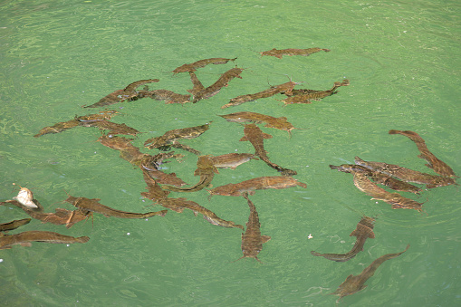 Group of Catfish in the large freshwater lake in Dayang Bunting Marble Geoforest Park in Langkawi, Malaysia.