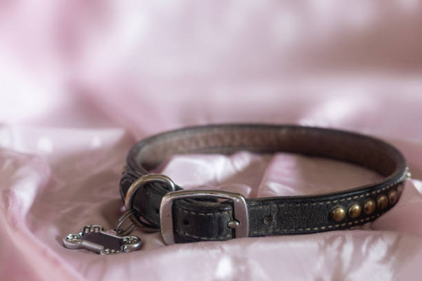 A black and red pet collar with metal studs, isolated on a white background. This clean and simple product shot is perfect for themes of pet care and accessories, with plenty of copy space.