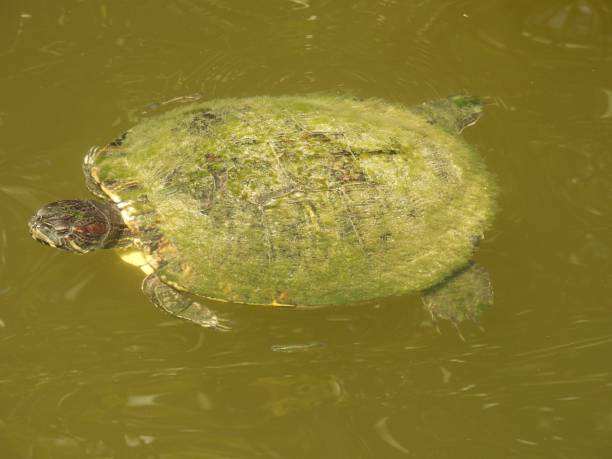 istock Red-eared Slider Turtle (Trachemys scripta elegans) - swimming in a lake 2098043097