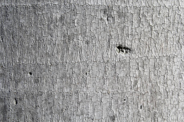 Close up of cracks in a palm tree trunk textured abstract background
