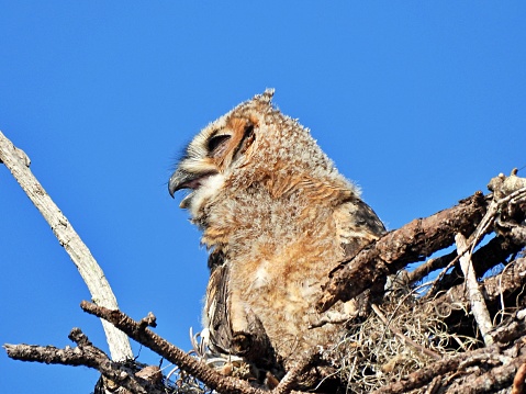 Great Horned Owl - young bird - profile