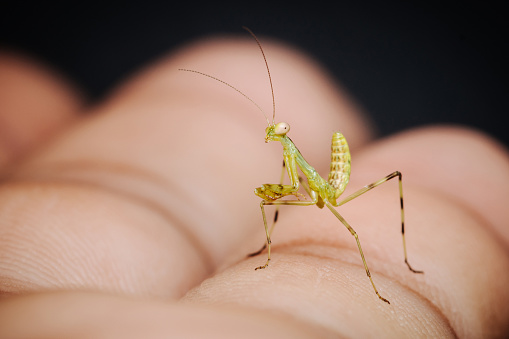 Mantis on hand of human, Insect in nature.