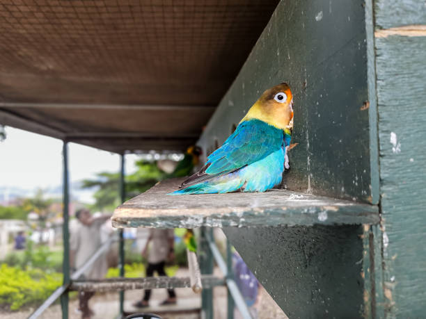 istock Focus on a small parrot eating its food in the cage 2098079604
