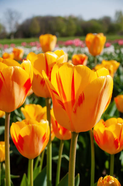 istock Bright Yellow Tulips in Blossom at Springtime Park 2098079724