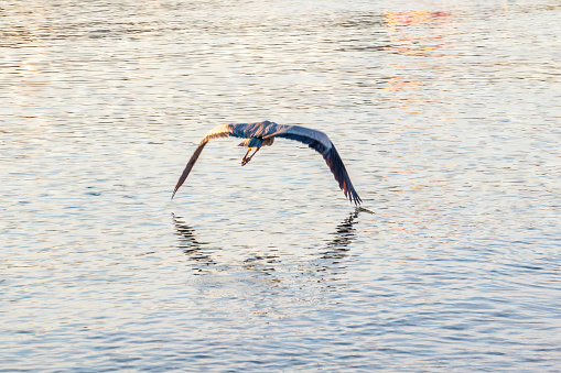 A grey heron, Ardea cinerea, flies over water. A heron hunting in the water