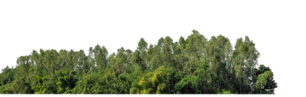 istock A group of rich green trees High resolution on white background. 2098118047