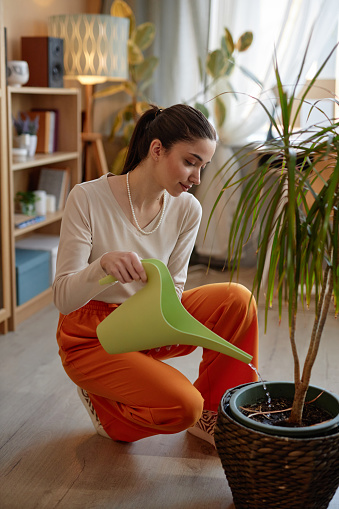 Vertical full length portrait of smiling young woman watering potted palm tree houseplant in cozy home