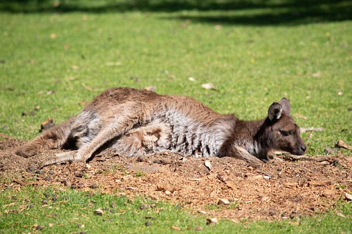 Western grey kangaroos have a finely haired muzzle. They have light to dark-brown fur. Paws, feet and tail tips vary in color from brown to black.