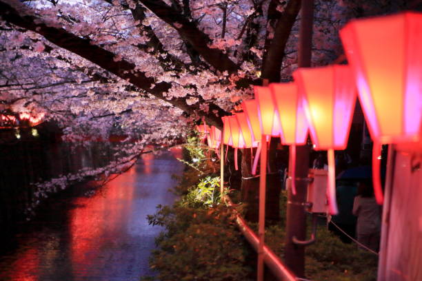 istock Meguro River Cherry Blossom Festival Lights Up 2098144256