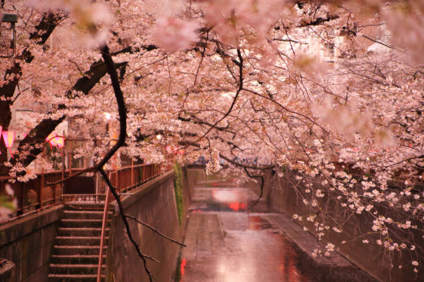 istock Meguro River Cherry Blossom Festival Lights Up 2098144283