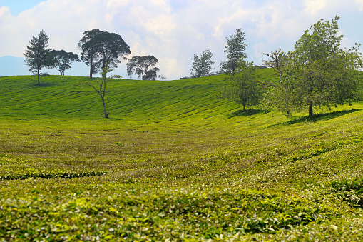 view of the Pangalengan tea plantation in Bandung