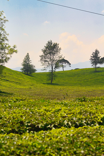 view of the Pangalengan tea plantation in Bandung