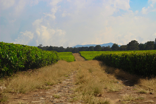dirt road in a tea plantation