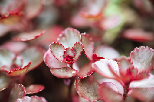 Sedum dragons blood.Red sedums.Succulents and sedums close-up . groundcover flower.Beautiful nature background in green and reds shades