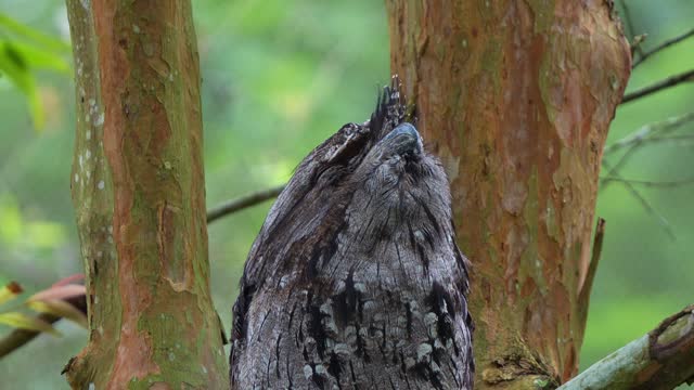 Tawny frogmouth, podargidae, perched on tree branch, resting and sleeping during the day, camouflaged among the tree bark and woodland forest environment to avoid detection, close up shot.