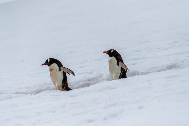 istock Gentoo colony at Danco Island 2098214757