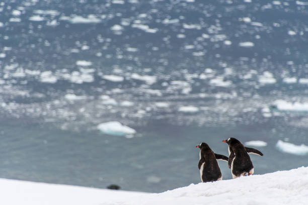 istock Gentoo colony at Danco Island 2098214764