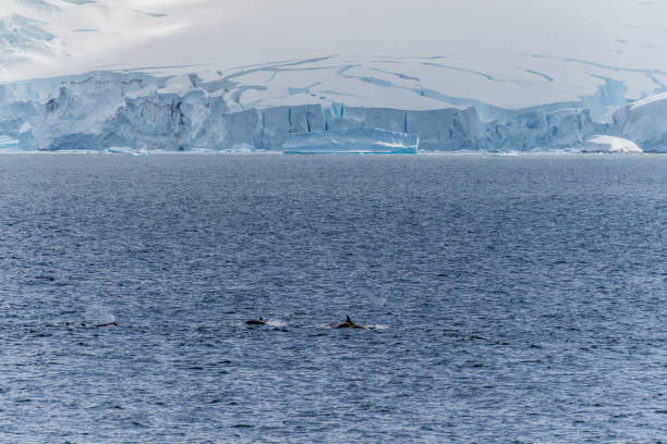 istock Killer whales in the Antarctic 2098214769