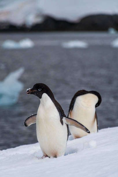 istock Adelie Penguin standing on an iceberg 2098215194