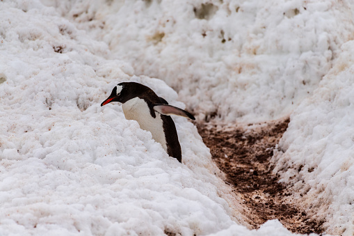 Close up chinstrap penguin (Pygoscelis antarcticus) portrait at Half Moon Island, South Shetland Islands