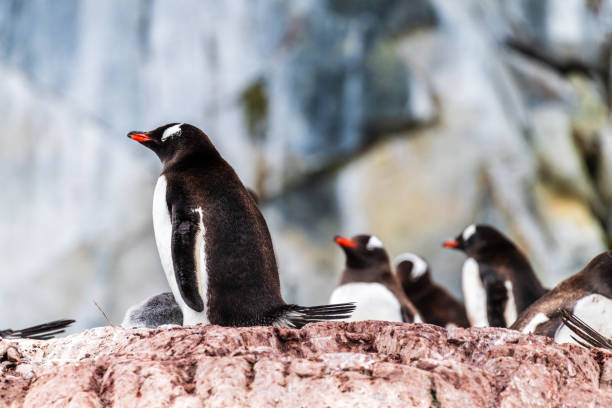 istock Gentoo Penguin colony on Cuverville island 2098215330