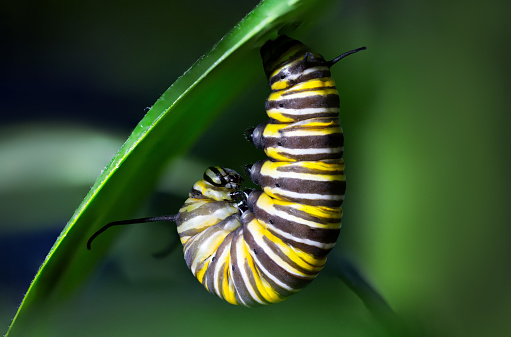 Macro photography of a Monarch caterpillar in its final 