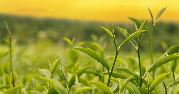 Green tea tree leaves field Fresh young tender bud herbal in farm on summer morning. Sunlight Green tea tree plant camellia sinensis in organic farm. Close up Tree tea plant green nature in morning
