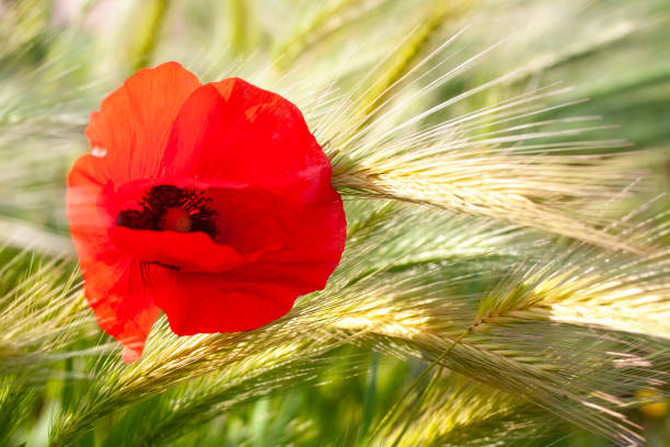Poppy in the cereal field.