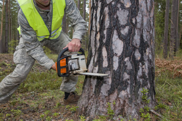 istock The concept of cutting woods. 2098250984
