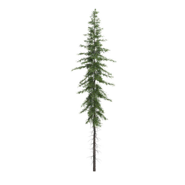 istock 3d  illustration of Tsuga mertensian tree isolated on white background 2098251413
