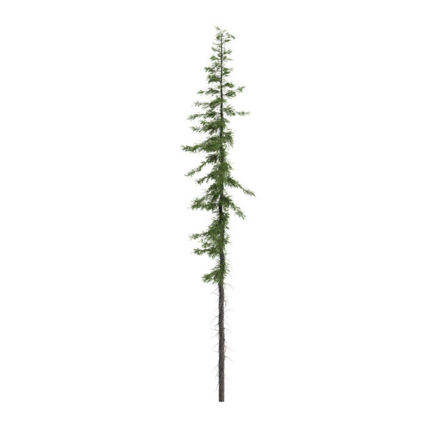 istock 3d  illustration of Tsuga mertensian tree isolated on white background 2098251416