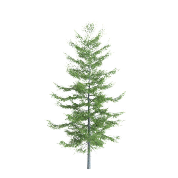 istock 3d  illustration of Tsuga heterophylla tree isolated on white background 2098251940
