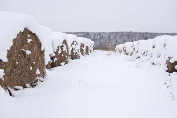 Winter landscape in countryside with snow covered straw rolls