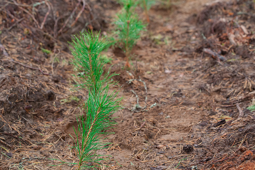 Green pine seedlings planted by man. Raindrops on seedlings of trees. The concept of reforestation after deforestation.