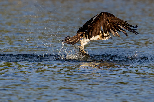 The beautiful flight characteristics of Osprey and White-bellied Sea-eagle in Thailand.