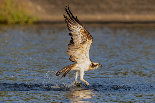 The beautiful flight characteristics of Osprey and White-bellied Sea-eagle in Thailand.