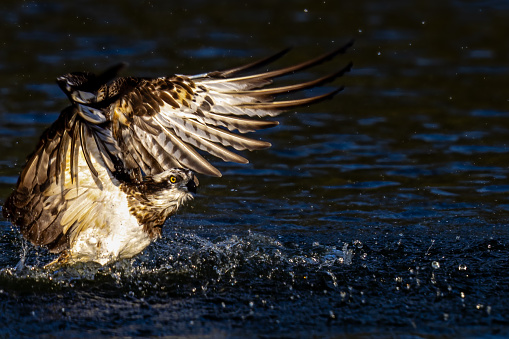 The beautiful flight characteristics of Osprey and White-bellied Sea-eagle in Thailand.