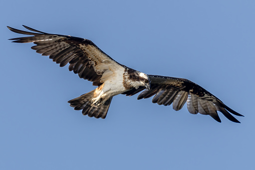 The beautiful flight characteristics of Osprey and White-bellied Sea-eagle in Thailand.