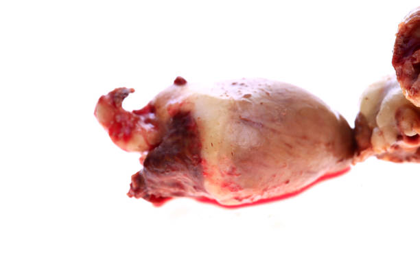 istock The heart in the white background 2098254368