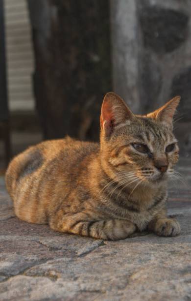 istock Serene Cat Lounging on Pavement at Dusk 2098254376