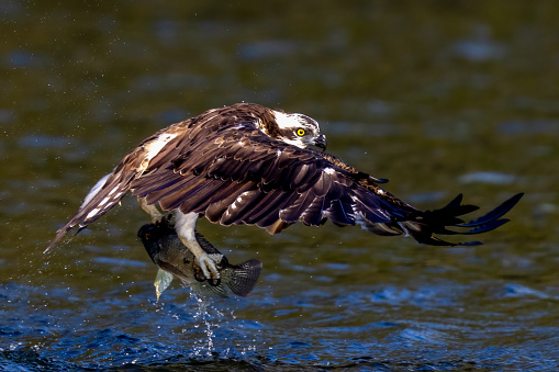 The beautiful flight characteristics of Osprey and White-bellied Sea-eagle in Thailand.