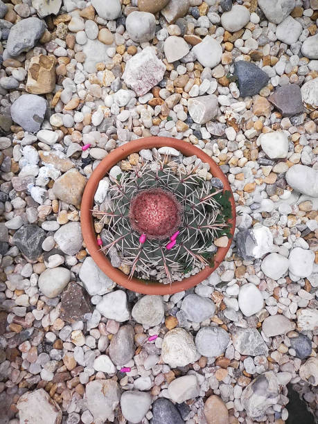 Beautiful Plant Cactus garden decoration