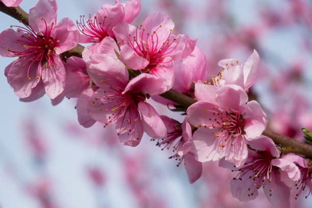 istock Peach branch blooms in close-up. 2098263829