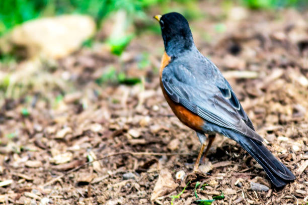 Robin bird in Central Park which is a public urban park located in the metropolitan district of Manhattan, in the Big Apple in New York City (USA).