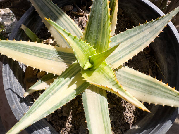 istock Variegated Aloe vera plant in a pot. 2098282445