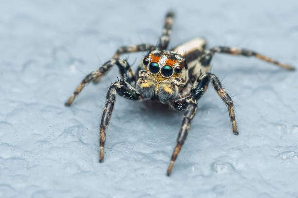 istock colorful jumping spider on cement floor 2098283460