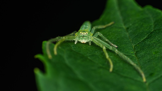 Oxytate striatipes, Grass crab spiders, Green crab spider on green leaf, Top view.