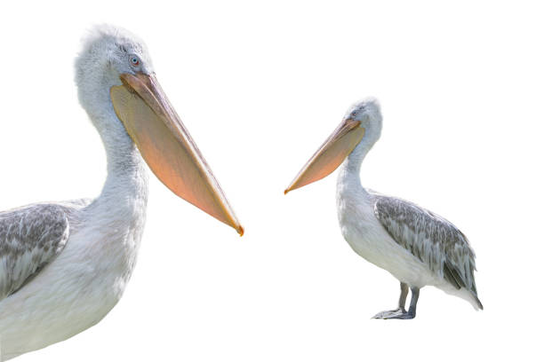 istock pink backed pelican isolated on a white background 2098289667